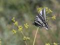 Papilio alexanor (Kaplan Kırlangıçkuyruk)